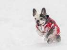 Frenchton dog running in snow. Art Print